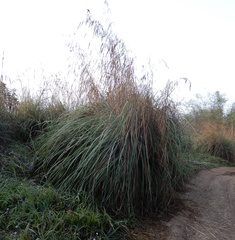 Eriochrysis rangacharii