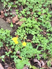 Pilea peploides major