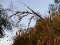 Eriochrysis rangacharii