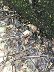 Lissachatina fulica