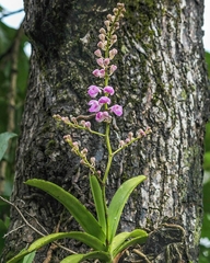 Aerides maculosa