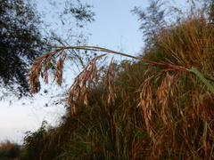 Eriochrysis rangacharii