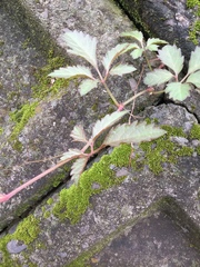 Causonis japonica
