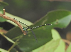 Austrogomphus prasinus