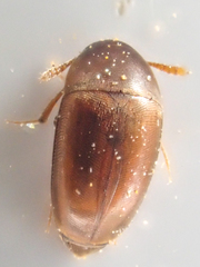 Ptomaphagus