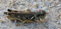 Melanoplus bispinosus