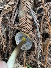 Hygrocybe