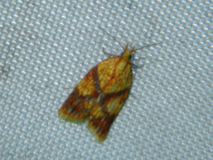 Sparganothis lycopodiana