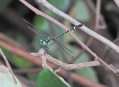 Austrogomphus prasinus