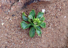 Senecio sterquilinus