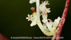 Cuscuta japonica