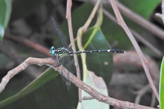 Austrogomphus prasinus