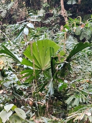 Licuala peltata