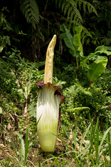 Amorphophallus titanum