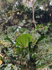Licuala peltata