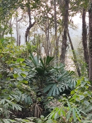 Licuala peltata