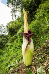 Amorphophallus titanum