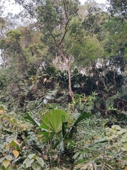 Licuala peltata