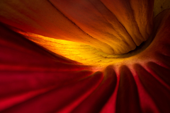 Amorphophallus titanum