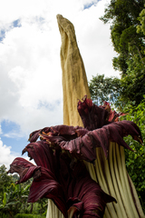 Amorphophallus titanum