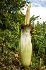 Amorphophallus titanum