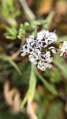 Lomatium gormanii