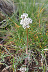 Lomatium gormanii