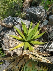 Agave angustiarum