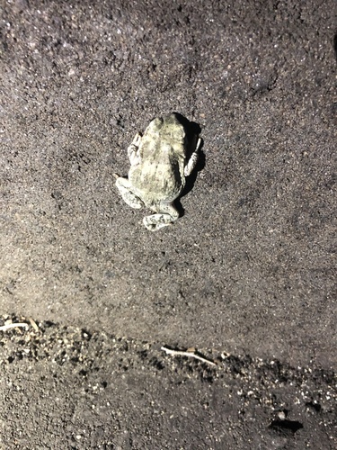 iNaturalist observation photo of Red-spotted Toad