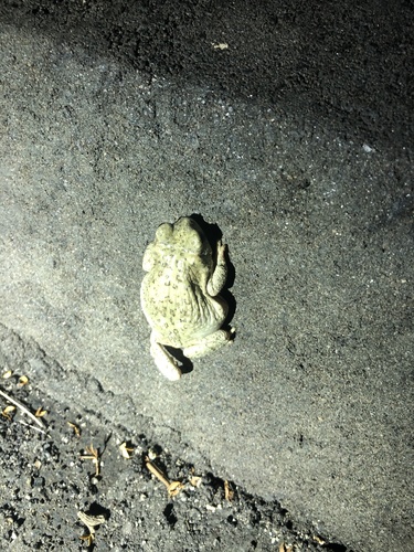 iNaturalist observation photo of Red-spotted Toad