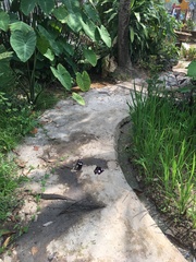 Hypolimnas bolina bolina