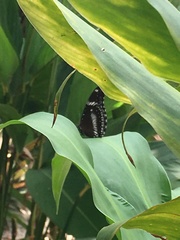 Hypolimnas bolina bolina