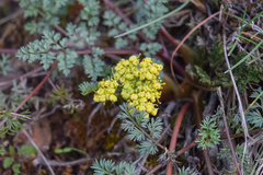 Lomatium salmoniflorum