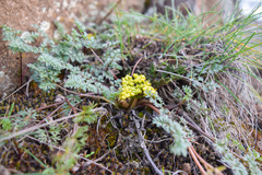 Lomatium salmoniflorum