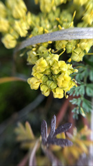 Lomatium salmoniflorum