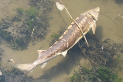 Acipenser brevirostrum