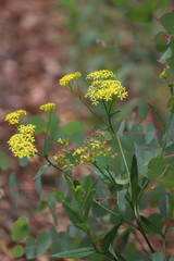 Senecio linearifolius latifolius