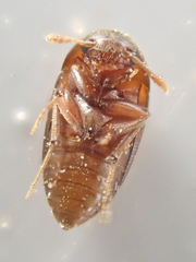 Ptomaphagus