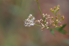 Senecio linearifolius latifolius