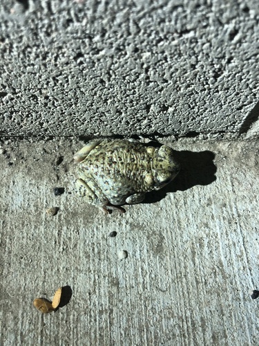 iNaturalist observation photo of Red-spotted Toad