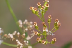 Senecio linearifolius latifolius