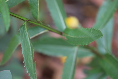 Senecio linearifolius latifolius