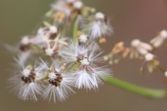 Senecio linearifolius latifolius