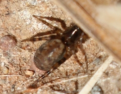 Allocosa subparva
