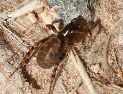 Allocosa subparva