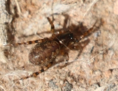 Allocosa subparva