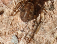 Allocosa subparva
