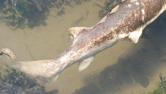 Acipenser brevirostrum