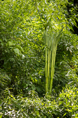Amorphophallus titanum