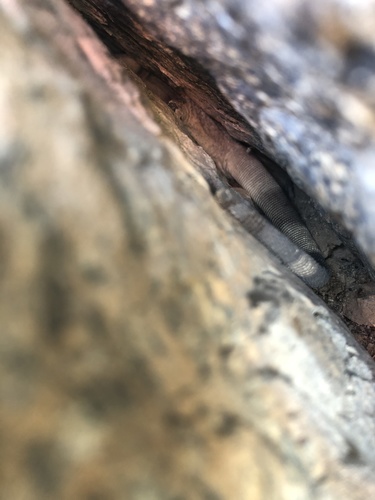 iNaturalist observation photo of Common Chuckwalla